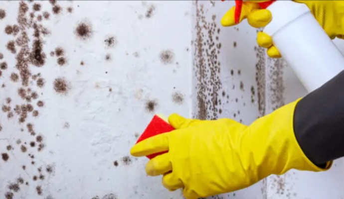 Professional mold remediation service