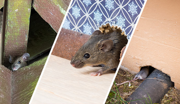 Collage of different areas of property infested by rodent