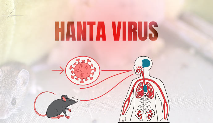Illustration showing how Hanta virus spread from mouse to human