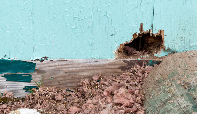 Mouse-chewed wall hole