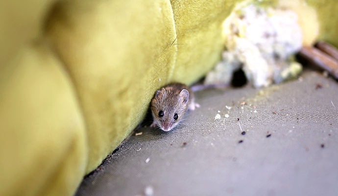 Mouse in couch
