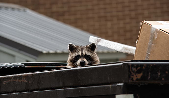 Raccoon peaking out from dumpster