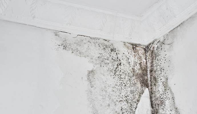 Black mold spreading wall and ceiling corner