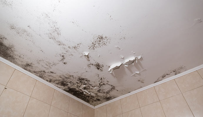 Black mold and peeling paint on ceiling