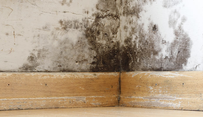 Black mold damage along baseboard corner