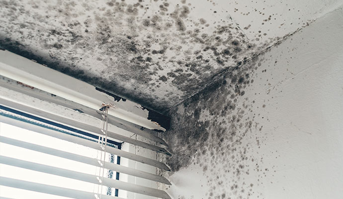 Black mold growth near window and ceiling