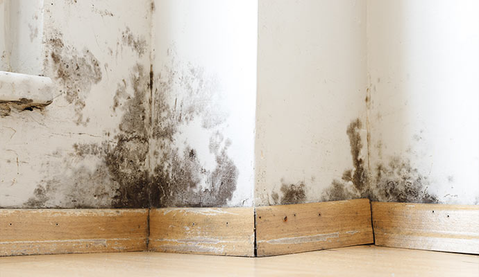 Black mold on the corner of a wall