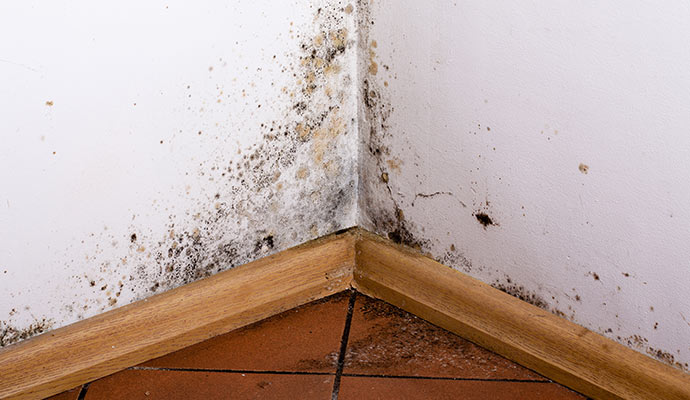 Mold damage on wall corner