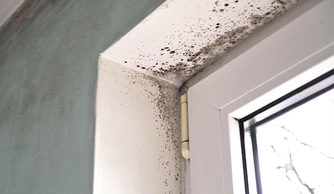 Mold damage on window frame corner