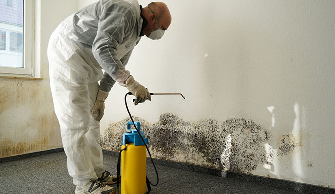 Professional mold decontamination service