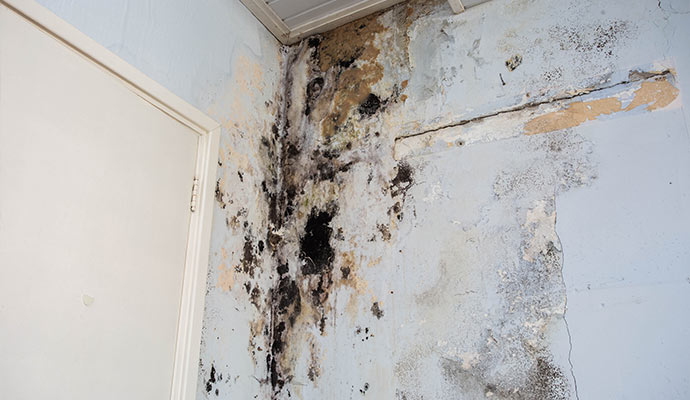 Severe black mold on interior wall