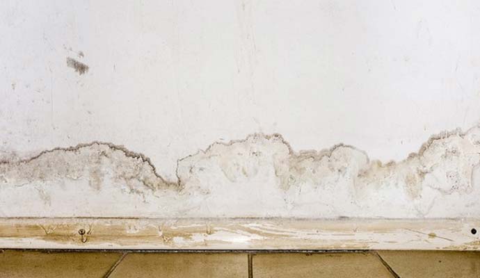 Water stains and mold growth on drywall