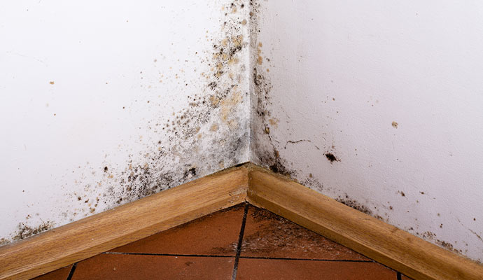 Mold on the corner of a wall