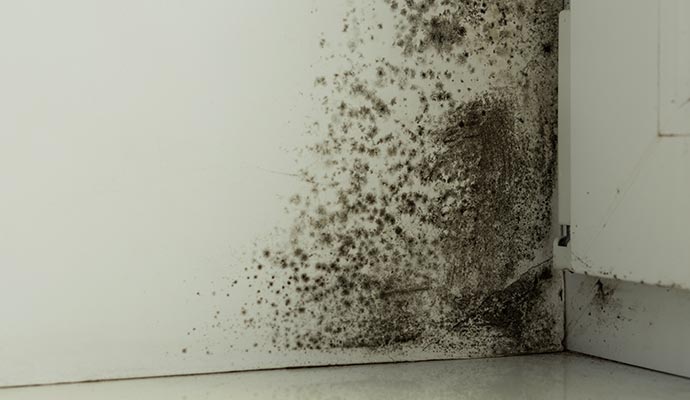 Wall damaged by mold due to water